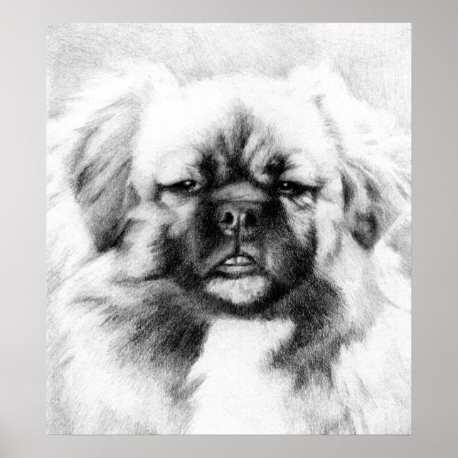 Poster Potrait de Chien Espagnol Tibétain (Devant)