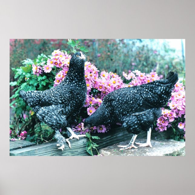 Poster Poules Cuckoo Marans (Devant)