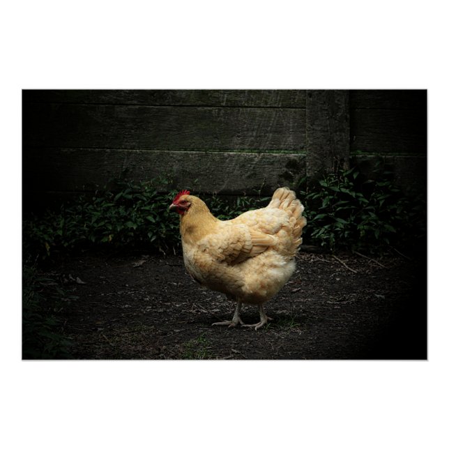 Poster Poulet du pays (Devant)