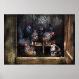 Poster Poulet - la Chambre de poule