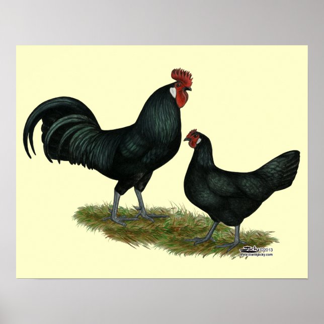 Poster Poulets Augsburger (Devant)