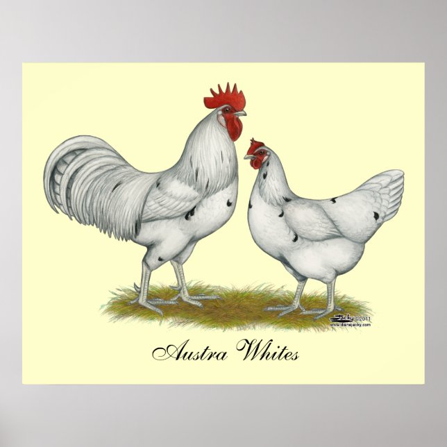 Poster Poulets blancs Austra (Devant)