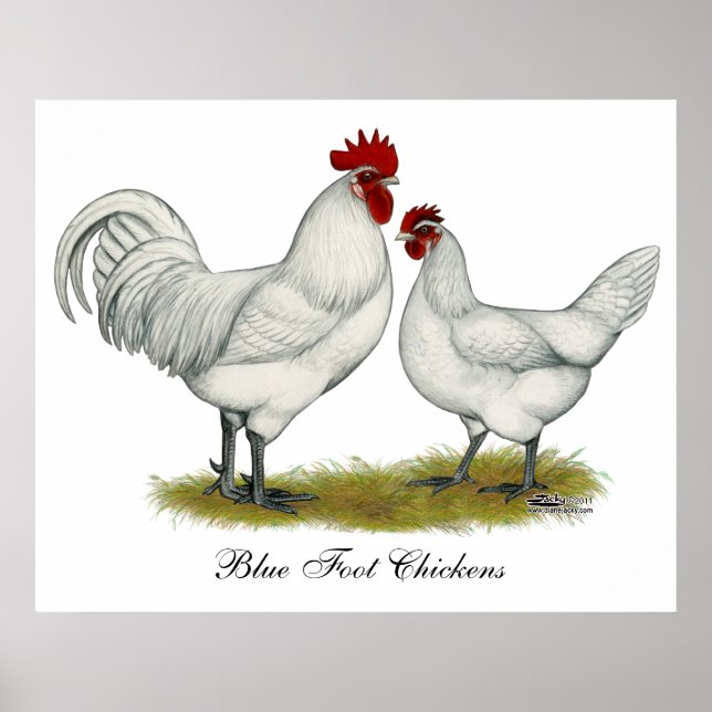 Poster Poulets de pieds bleus (Devant)