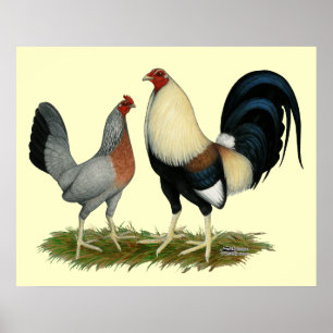 Poster Poulets d'or de Duckwing