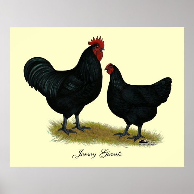 Poster Poulets géants Jersey (Devant)