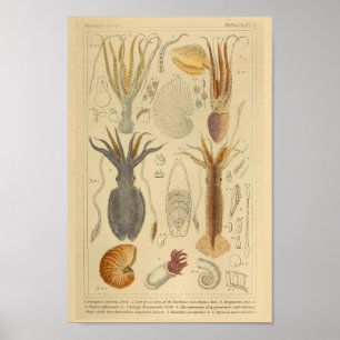Poster poulpe de calmar Cephalopod Créatures de mer Art I