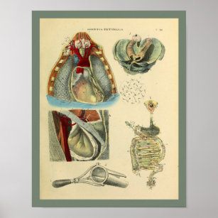 Poster Poumons Coeur de la poitrine Anatomie Art Médicale