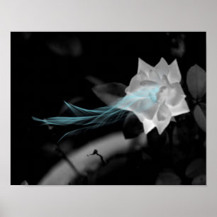 Poster Pour guérir un coeur brisé - Jolie Rose blanche ph