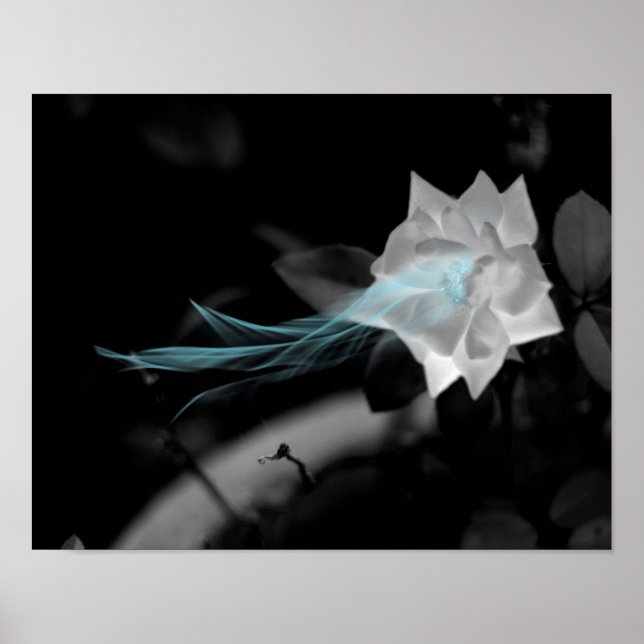 Poster Pour guérir un coeur brisé - Jolie Rose blanche ph (Devant)