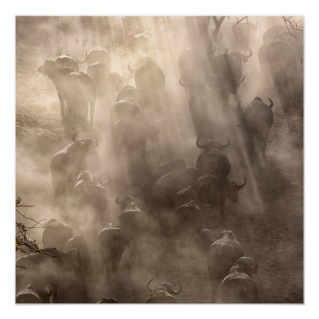 Poster Poussière de Buffalo (Devant)