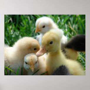 Poster Poussins et canards