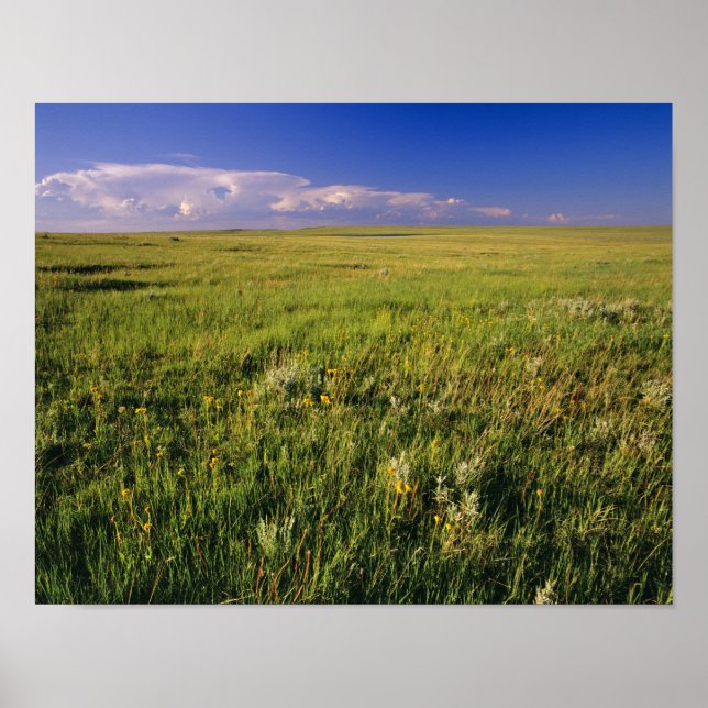 Poster Prairie à herbe courte dans le nord-est éloigné (Devant)