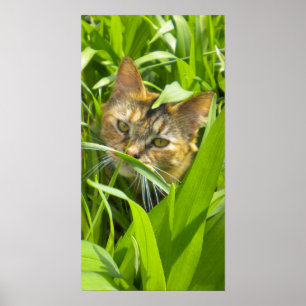 Poster Precieux Jungle Kitty