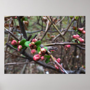 Poster Premiers bourgeons roses