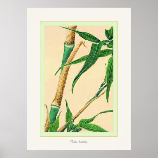 Poster Prenez le bambou ~ Vintage japonais Fine Art Print