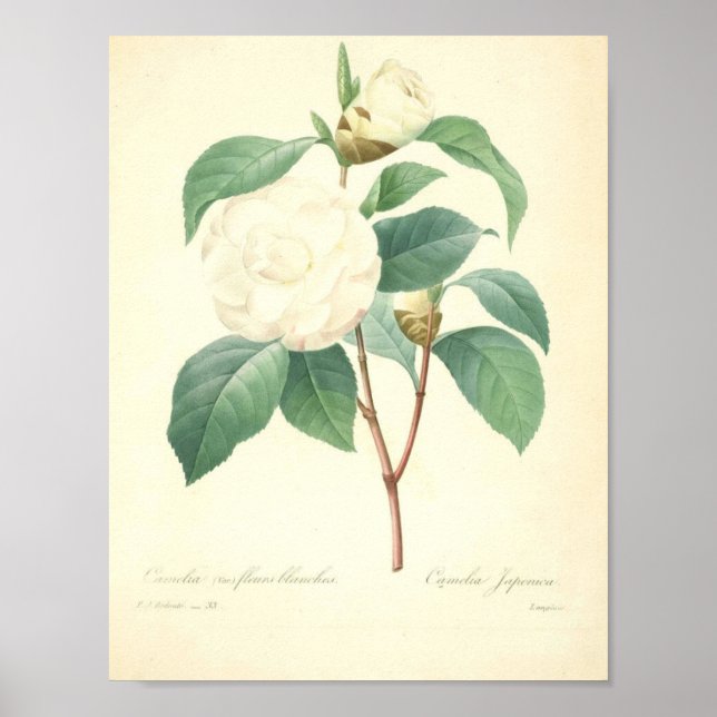 Poster Pretty Camellia par Redoute (Devant)