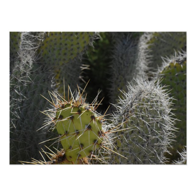 Poster Prickly Pear photo, gros plan (Devant)