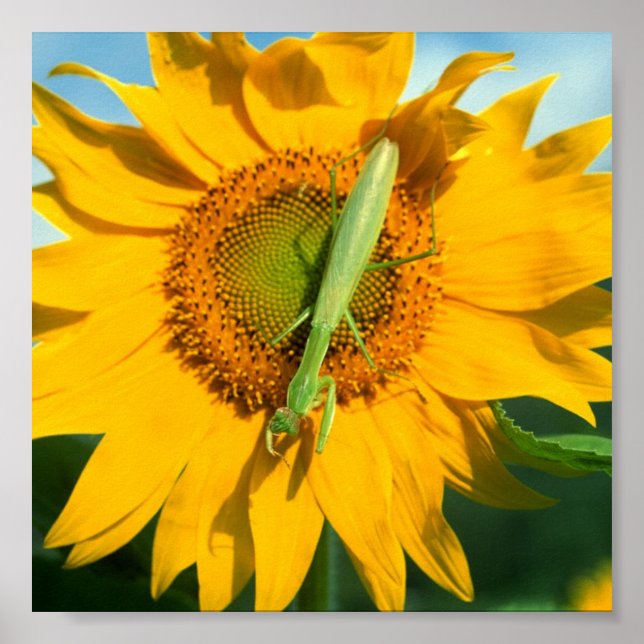 Poster Prier Mantis dans le tournesol (Devant)
