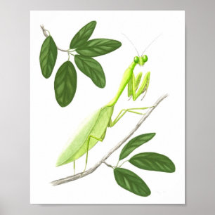 Poster Prière Mantis Art Print