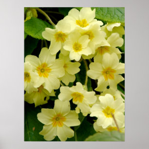 Poster Primula Jaune/Fleur Primrose Imprimer/Poster