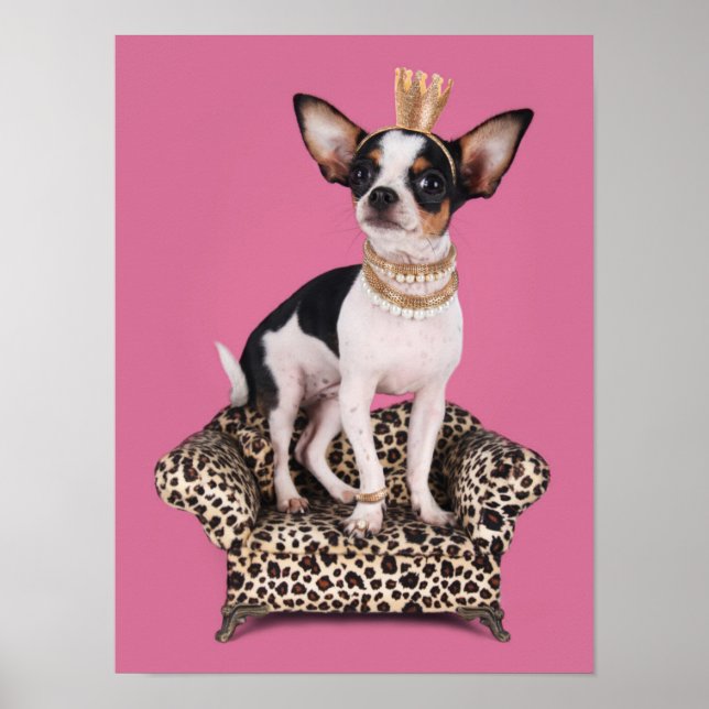 Poster Princesse de Chihuahua (Devant)