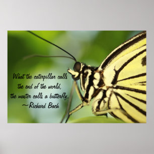 Poster principal papillon