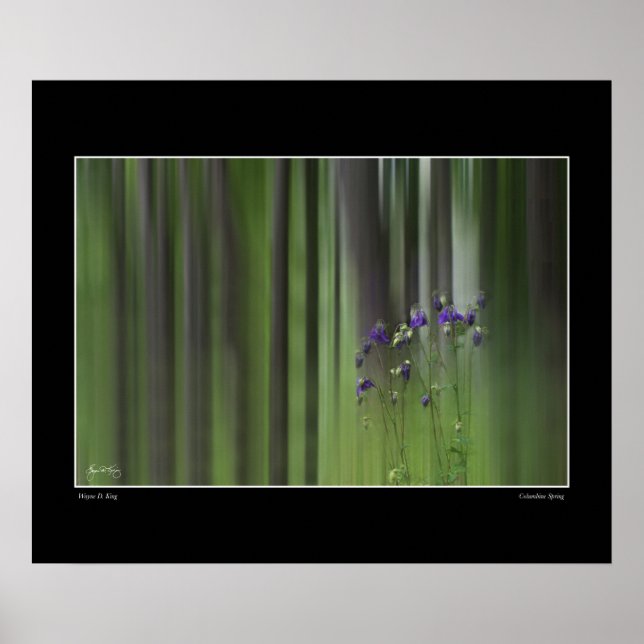 Poster Printemps Columbine (Devant)