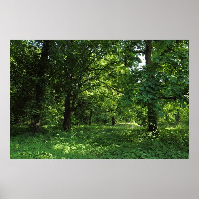 Poster Printemps dans les bois 01 (Devant)