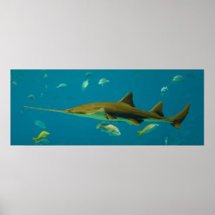 Poster Pristis pectinata de petite dent