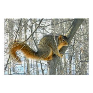 Poster Profil d'écureuil Fox