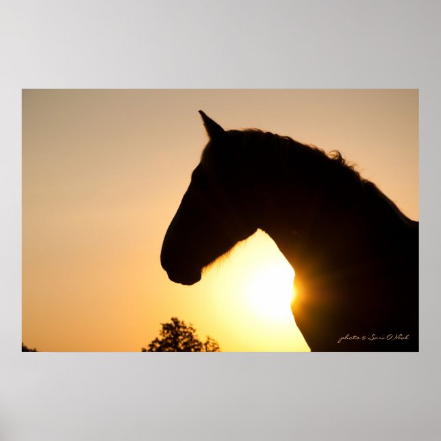 Poster Profil d'un cheval belge (Devant)