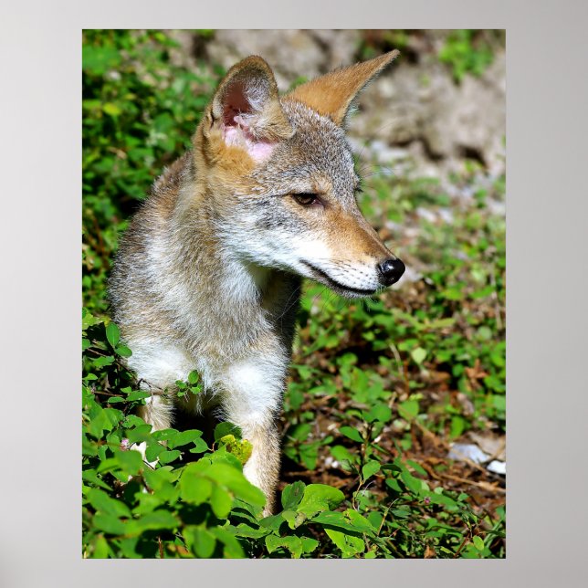Poster Profil d'une cuve à coyote (Devant)