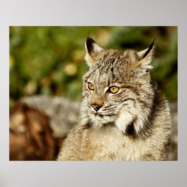 Poster Profil d'une Lynx canadienne (Devant)