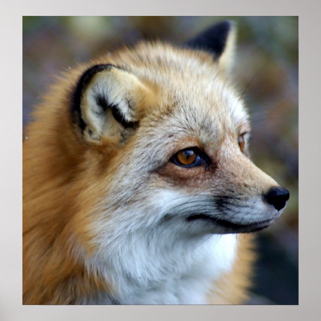 Poster Profil Fox (Devant)
