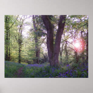 Poster Promenade de jacinthe des bois