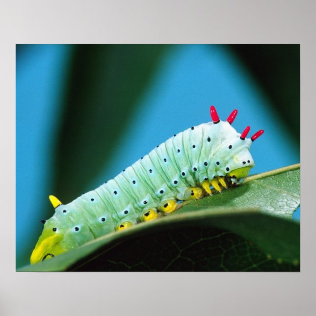 Poster Prometheus Moth Caterpillar, Callosamia (Devant)