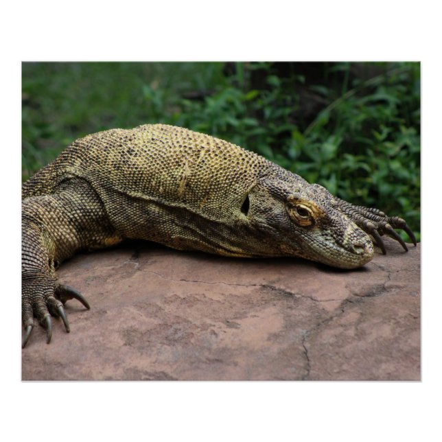 Poster Protecteur Komodo Dragon (Devant)