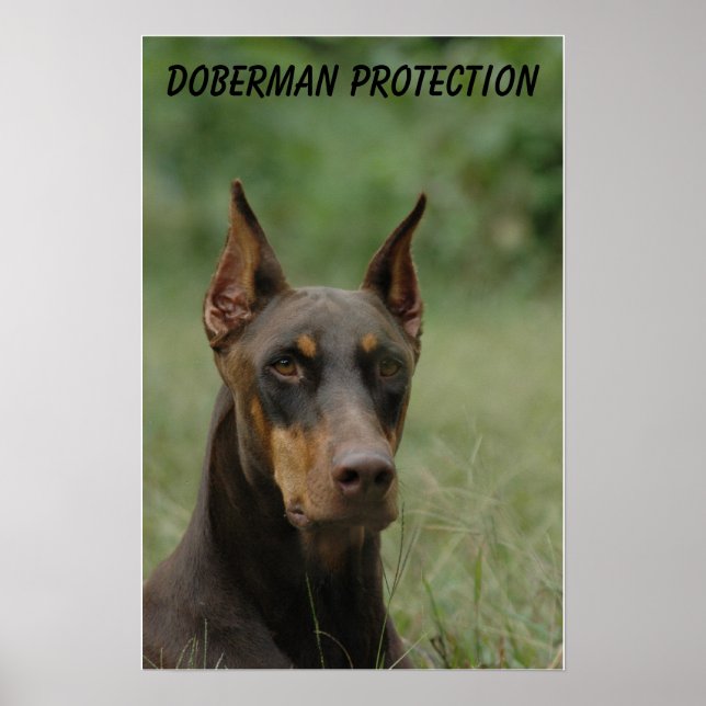 Poster Protection Doberman (Devant)