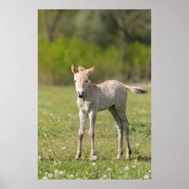 Poster Przewalski's Horse foal, Hungary (Devant)