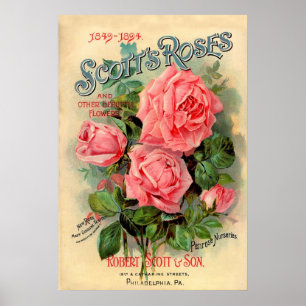 Poster Publicité de roses de Scotts