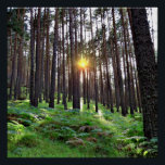 Poster Puesta de Sol en el bosque<br><div class="desc">Puesta de sol en un bosque de pinos</div>