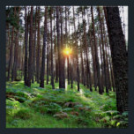 Poster Puesta de Sol en el bosque<br><div class="desc">Puesta de sol en un bosque de pinos</div>