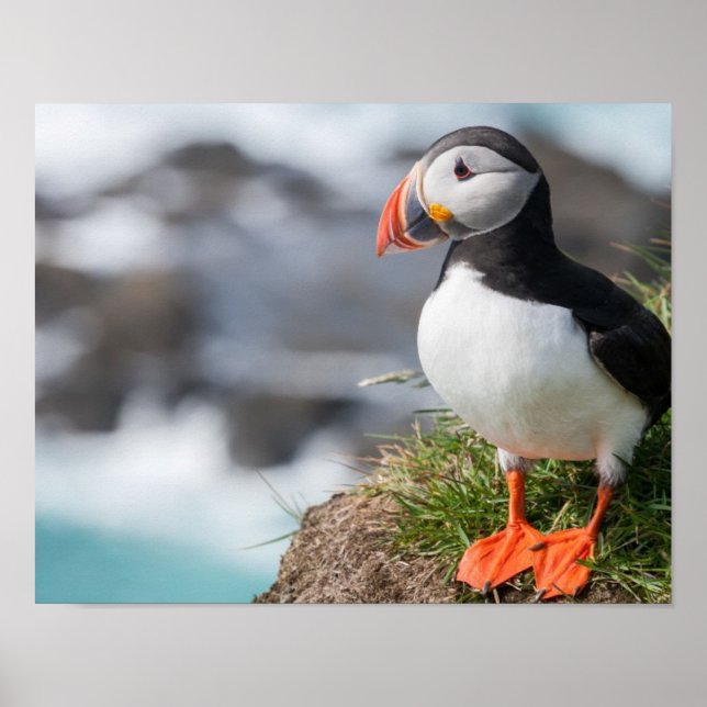Poster Puffin (Devant)
