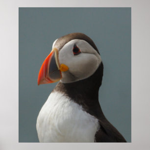 Poster Puffin