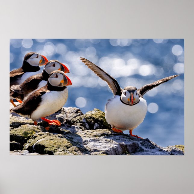 Poster Puffin (Devant)