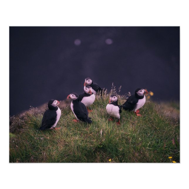 Poster Puffins de l'Atlantique (Devant)