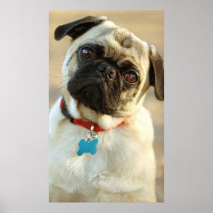 Poster Pug with a Questioning Expression