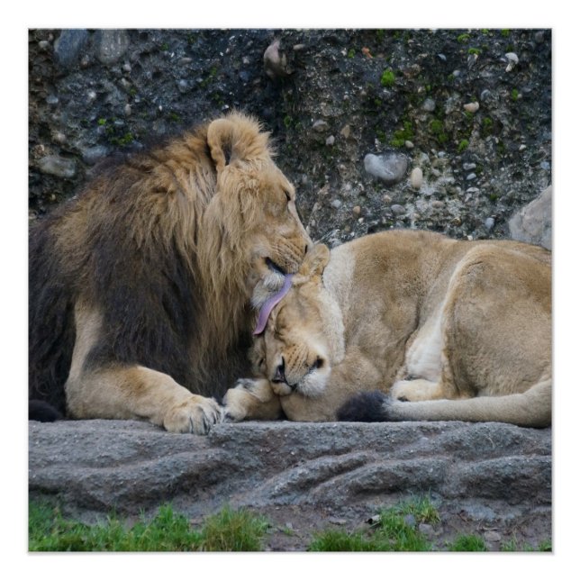 Poster puissant Lion Love (Devant)
