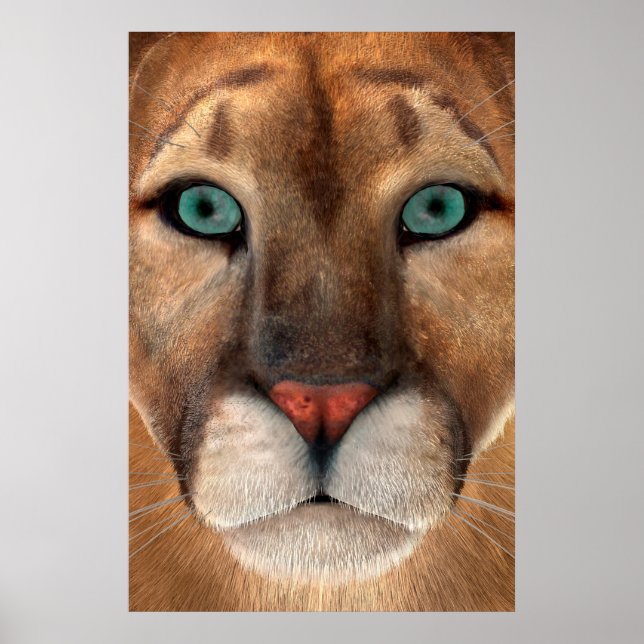 Poster Puma (Devant)