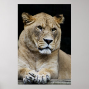 Poster Puma